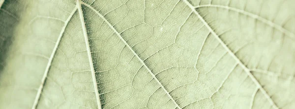 Druif blad, groen gestemde, macro. Textuur close-up met Kopieer ruimte — Stockfoto