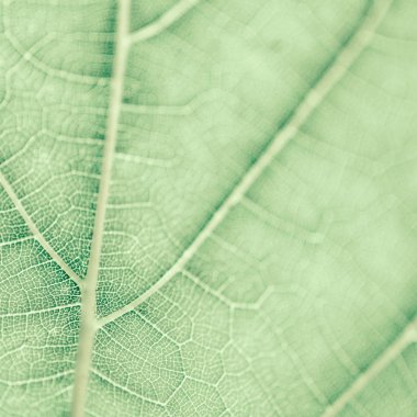 Üzüm yaprağı, yeşil tonda, makro. Kopyalama alanıyla dokuyu kapatma