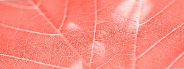 Виноградний лист, живий кораловий тонований, макро. Крупним планом текстура з копом — стокове фото
