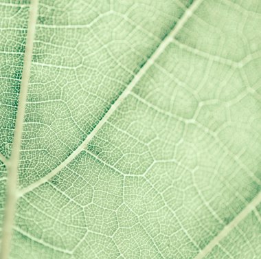 Üzüm yaprağı, yeşil tonda, makro. Kopyalama alanıyla dokuyu kapatma