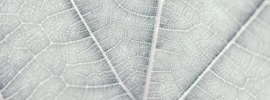 Üzüm yaprağı, gri tonda, makro. Kopyalama alanıyla dokuyu kapatma 