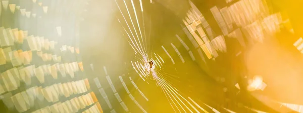 Prachtige spinnenweb in de zon. Macro foto. Close-up — Stockfoto