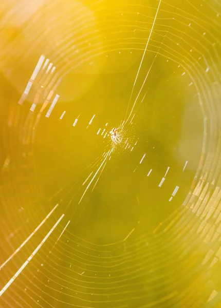 Prachtige spinnenweb in de zon. Macro foto. Close-up — Stockfoto