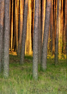 Yaz yoğun çam ormanı. Ağaçların arasından güneş ışığı. İnanılmaz wo