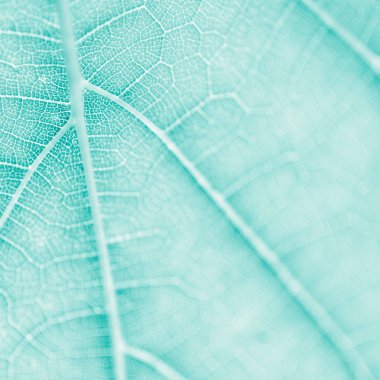 Üzüm yaprağı, turkuaz tonlu, makro. Kopya ile dokuyu kapatın