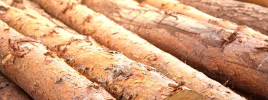 Ormanda bir yığın kütük yerde yatıyor. Odun yığını. Defore