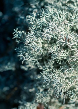 Orman yosun liken Cladonia rangiferina. Akvavit yemek üssü. M