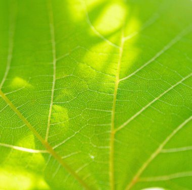 Üzüm yaprağı, yeşil tonda, makro. Kopyalama alanıyla dokuyu kapatma