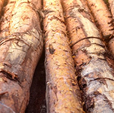 Ormanda bir yığın kütük yerde yatıyor. Odun yığını. Defore