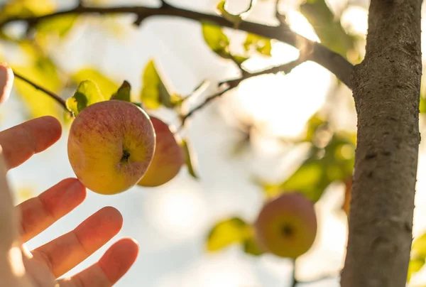 Συγκομιδή μήλων. Αγρότης χέρι διαλέγει ώριμο απαλό μήλο από το δέντρο. — Φωτογραφία Αρχείου