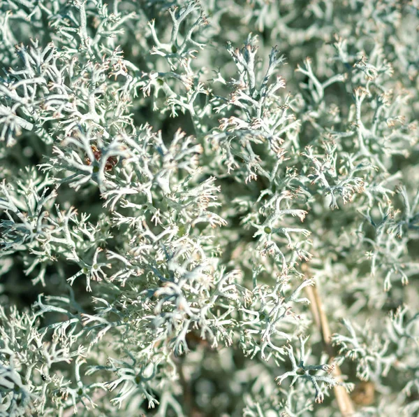 Forest Moss korstmossen Cladonia rangiferina. Akvavit kook basis. M — Stockfoto