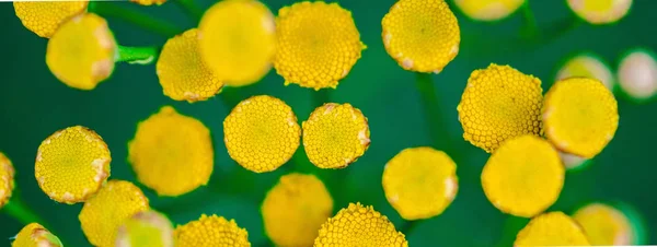 Tansy flowers close up. Tanacetum vulgare blossom plant. Yellow — Stock Photo, Image