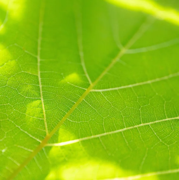 Hoja de uva, tonificada verde, macro. Cerrar textura con espacio de copia —  Fotos de Stock