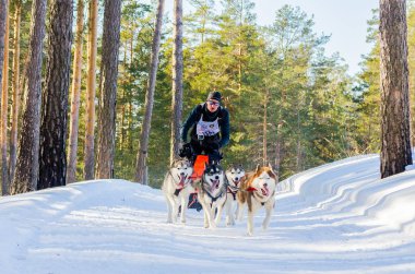 Reshetiha, Nizhniy Novgorod Oblastı, Rusya - 02.26.2017 - Kızak köpek yarışı yarışması. Köpekler soğuk Rusya ormanında meydan okuyor. Koşum husky köpekler ile Musher.