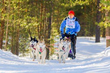 Reshetiha, Nizhniy Novgorod Oblastı, Rusya - 02.26.2017 - Kızak köpek yarışı yarışması. Köpekler soğuk Rusya ormanında meydan okuyor. Koşum husky köpekler ile Musher.