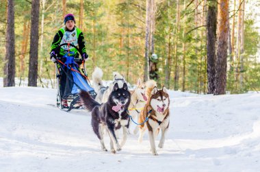 Reshetiha, Nizhniy Novgorod Oblastı, Rusya - 02.26.2017 - Kızak köpek yarışı yarışması. Koşum içinde husky köpekleri ile Musher kadın. Soğuk Rusya ormanlarında köpekler meydan okuyor.