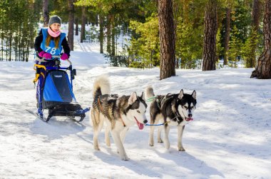 Reshetiha, Nizhniy Novgorod Oblastı, Rusya - 02.26.2017 - Kızak köpek yarışı yarışması. Koşum içinde husky köpekleri ile Musher kadın. Kar Rus ormanda hızlı köpekler meydan.