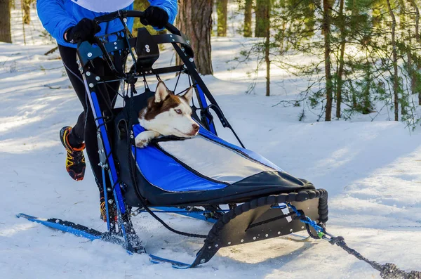 Funny siberian husky dogs in harness. Sled dogs race competition. Sleigh championship challenge in cold winter forest.