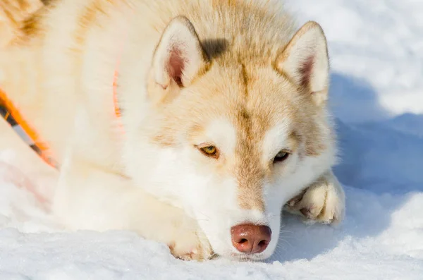 Perro husky siberiano tirado en la nieve. Cerrar retrato de la cara al aire libre. Perros de trineo carrera de entrenamiento en clima de nieve fría. Perro de raza pura fuerte, lindo y rápido para el trabajo en equipo con trineo . — Foto de Stock