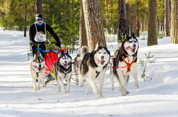 Reshetiha, Nizhniy Novgorod Oblast, Russia - 02.26.2017 - Sled dog race competition. Man musher with husky dogs in harness. Dogs challenge in cold russia forest. — Stock Photo, Image