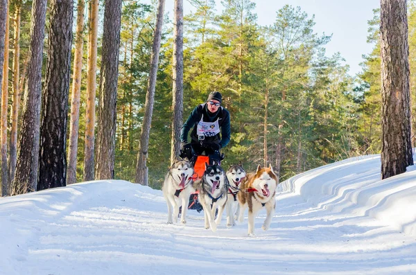 Reshetiha, Oblast de Nizhniy Novgorod, Rússia - 02.26.2017 - Competição de corrida de cães de trenó. Os cães desafiam na floresta fria da Rússia. Musher com cães husky em arnês . — Fotografia de Stock