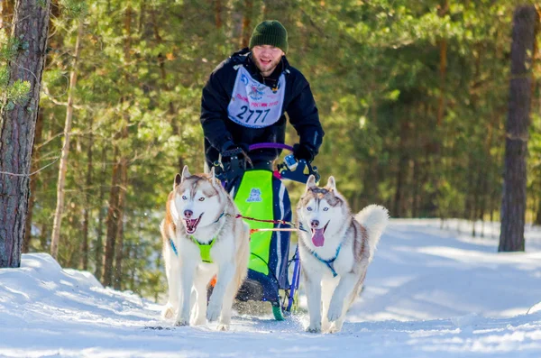 Reshetiha, Óblast de Nizhniy Novgorod, Rusia - 02.26.2017 - Competencia de carreras de perros de trineo. Los perros desafían en el frío bosque de Rusia. Musher con perros husky en arnés . — Foto de Stock