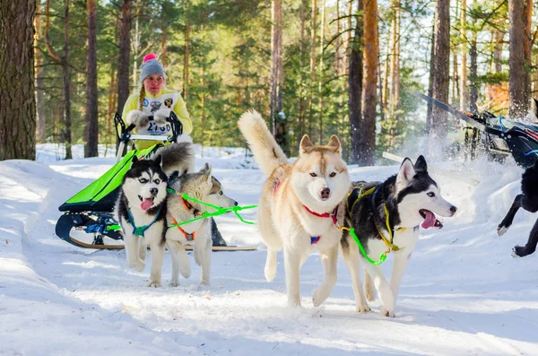Reshetiha, Nizhniy Novgorod Oblast, Russia - 02.26.2017 - Sled dog race competition. Mushers with husky dogs in harness. Dogs challenge in cold russia forest. — Stock Photo, Image