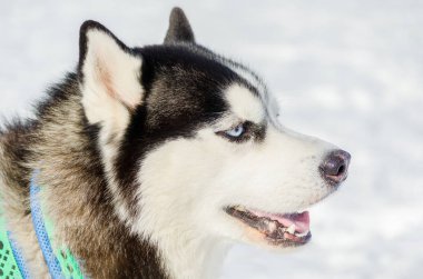 Sibirya husky köpek açık yüz portre kadar yakın. Kızak köpekleri soğuk kar havalarında yarış eğitim. Kızak ile takım çalışması için güçlü, sevimli ve hızlı safkan köpek.