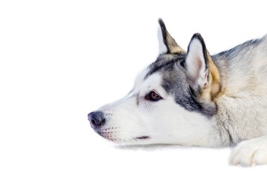 Sibirya husky köpek kar, izole portre üzerinde yatıyor. Açık yüz portresini kapatın. Kızak köpekleri soğuk kar havalarında yarış eğitim. Kızak ile takım çalışması için güçlü, sevimli ve hızlı safkan köpek.