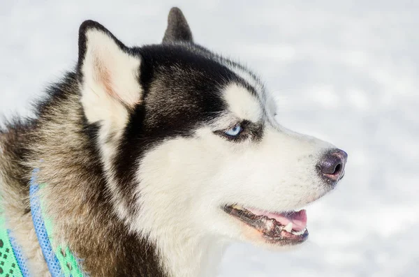 Szibériai husky kutya közelről kültéri arc portré. Szán kutyák verseny képzés hideg hóban időjárás. Erős, ravasz és böjt fajtiszta kutya részére csapatmunka-val szánkózás. — Stock Fotó