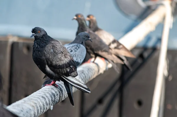 Pigeons sitting on ship hawser. Thick rope tied to mooring. Pigeons in city port
