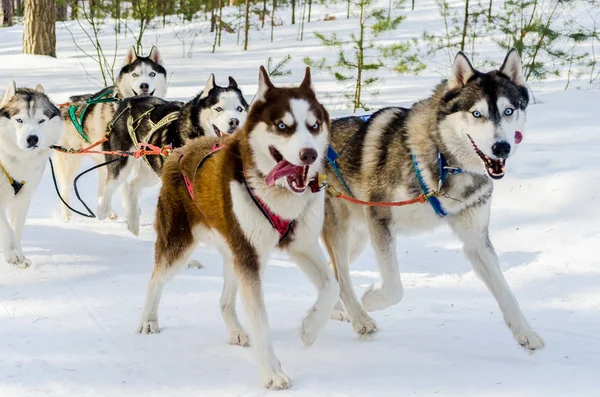 Sled dogs race competition. Siberian husky dogs in harness. Sleigh championship challenge in cold winter russia forest.