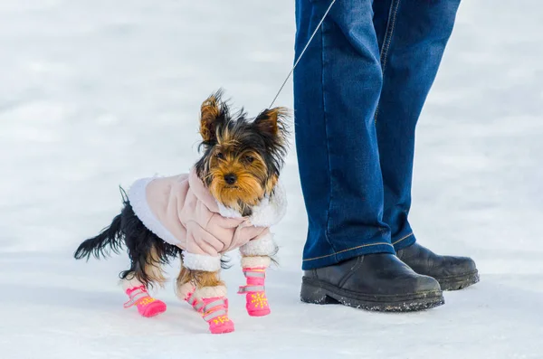 Yorkshire Terrier piccolo cane e il suo proprietario, sfondo inverno neve. Piccolo, simpatico cagnolino in completo con stivali rosa. Copia spazio Fotografia Stock