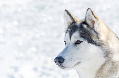 Sibirya husky köpek açık yüz portre kadar yakın. Kızak köpekleri soğuk kar havalarında yarış eğitim. Kızak ile takım çalışması için güçlü, sevimli ve hızlı safkan köpek.