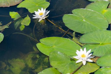 Nehirde nilüfer çiçeği. Bangladeş'in ulusal sembolü. Sarı polen ile güzel beyaz lotus.