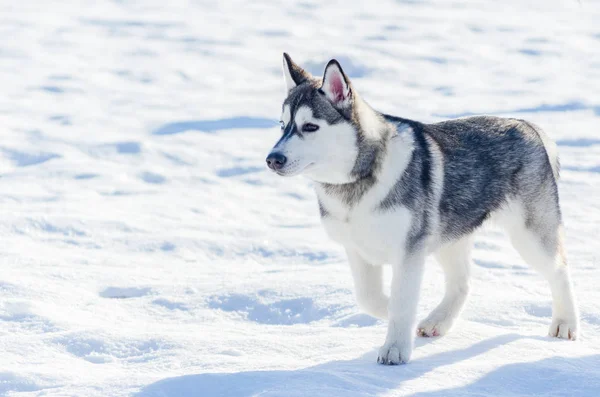 Pequeño perro husky siberiano paseando al aire libre, fondo de nieve. Perros de trineo carrera de entrenamiento en clima de nieve fría. Perro de raza pura fuerte, lindo y rápido para el trabajo en equipo con trineo . — Foto de Stock