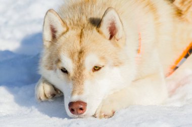 Karda yatan Sibirya lı husky köpeği. Açık yüz portresini kapatın. Kızak köpekleri soğuk kar havalarında yarış eğitim. Kızak ile takım çalışması için güçlü, sevimli ve hızlı safkan köpek.