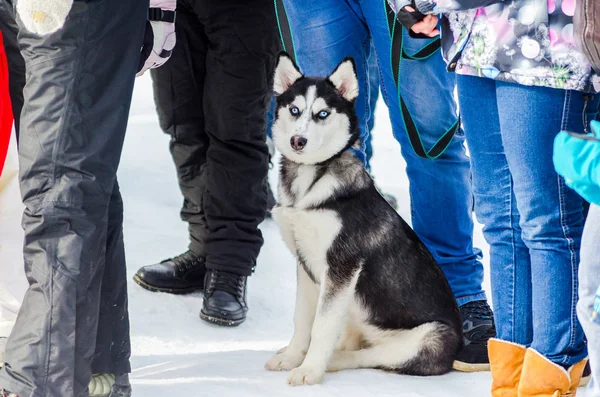 Little siberian husky dog standing in crowd of people and looking surprised. Sled dogs race training in cold snow weather. Strong, cute and fast purebred dog