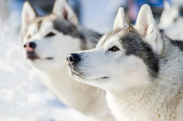Two siberian husky dog outdoor face portrait. Sled dogs race training in cold snow weather. Strong, cute and fast purebred dog for teamwork with sleigh. — Stock Photo, Image