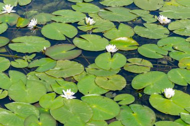 Nehirde nilüfer çiçeği. Bangladeş'in ulusal sembolü. Sarı polen ile güzel beyaz lotus.
