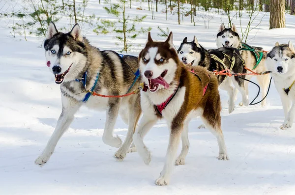 Sled dogs race competition. Siberian husky dogs in harness. Sleigh championship challenge in cold winter russia forest.