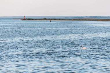 İskeleye yakın denizde beyaz kuğu. Modern deniz feneri şamandıraları ile İskele. Güzel deniz manzarası, fotokopi alanı. Tersanedeki gemileri dalgalardan korumak için dalgakıran