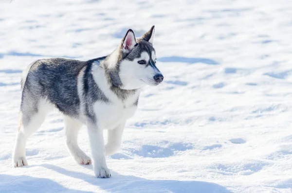 Kicsi szibériai husky kutya szabadban történő gyaloglás, havazik háttér. Szán kutyák verseny képzés hideg hóban időjárás. Erős, ravasz és böjt fajtiszta kutya részére csapatmunka-val szánkózás. — Stock Fotó