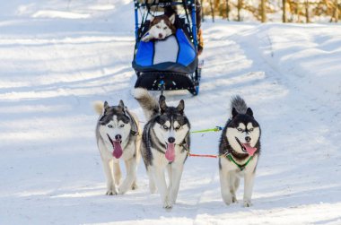 Koşum komik üç Sibirya husky köpek. Kızak köpekleri yarış yarışması. Soğuk kış ormanlarında kızak şampiyonası mücadelesi.