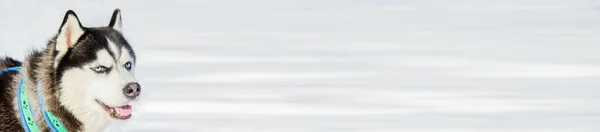 Сибирская хаски-собака на открытом воздухе портрет лица. Гонки на санях в холодную погоду. Строгая, симпатичная и быстрая чистокровная собака для командной работы с санями . — стоковое фото