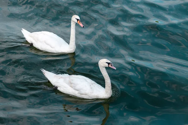 Two swans in high seas. Love concept symbol. Lovely couple. Blue green salt water.