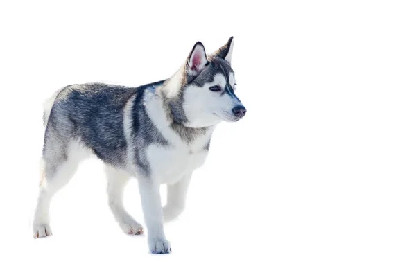 Piccolo cane siberiano husky, isolato. Slitta cani corsa di formazione in tempo freddo neve. Cane di razza forte, carino e veloce per il lavoro di squadra con slitta . — Foto Stock