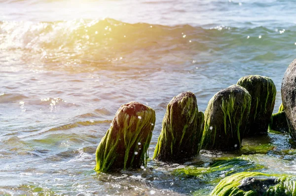 Old wooden posts overgrown seaweed. Broken wooden pier remains in sea. Beautiful water color under sunlight. Tide and sea spray.