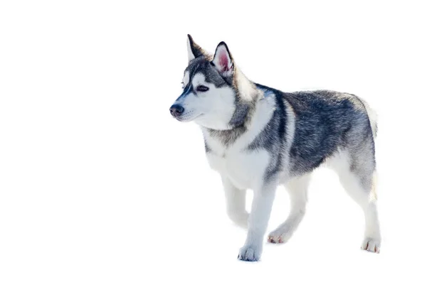 Kis szibériai husky kutya, elszigetelt. Szán kutyák verseny képzés hideg hóban időjárás. Erős, ravasz és böjt fajtiszta kutya részére csapatmunka-val szánkózás. — Stock Fotó