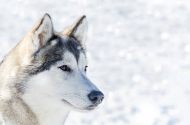 Sibirya husky köpek açık yüz portre kadar yakın. Kızak köpekleri soğuk kar havalarında yarış eğitim. Kızak ile takım çalışması için güçlü, sevimli ve hızlı safkan köpek.